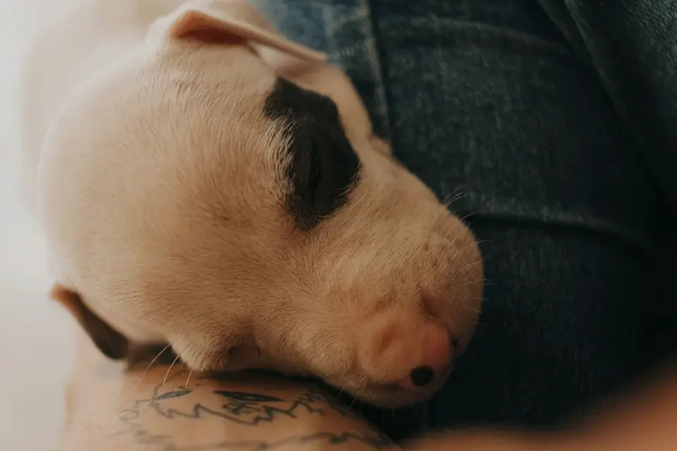 A dog lying close to its owner&#x27;s legs during a stormy afternoon
