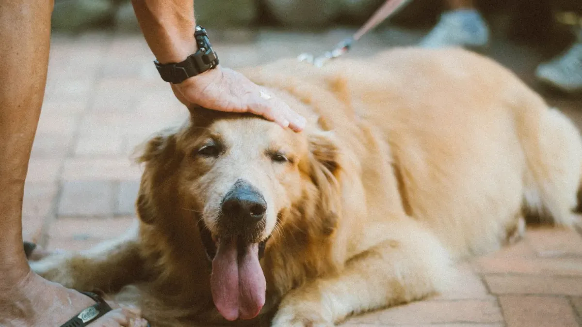 A dog owner kneeling beside a golden retriever resting near its food bowl