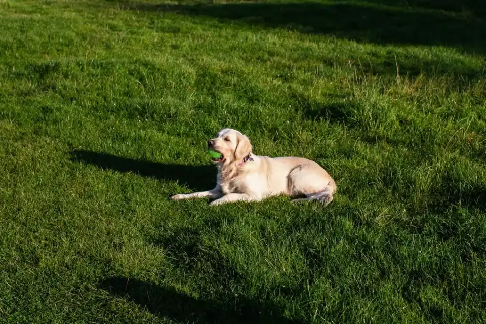 A dog owner kneeling beside a golden retriever resting near its food bowl