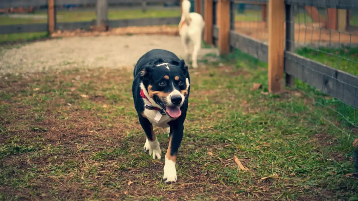 A dog owner standing near the fence of an off-leash dog park, watching two dogs greet
