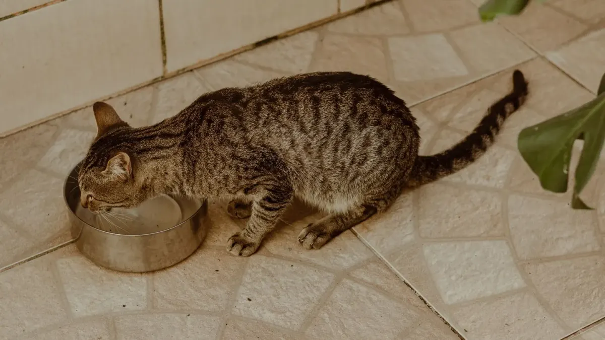 A dog waiting beside a stainless steel bowl on a kitchen floor