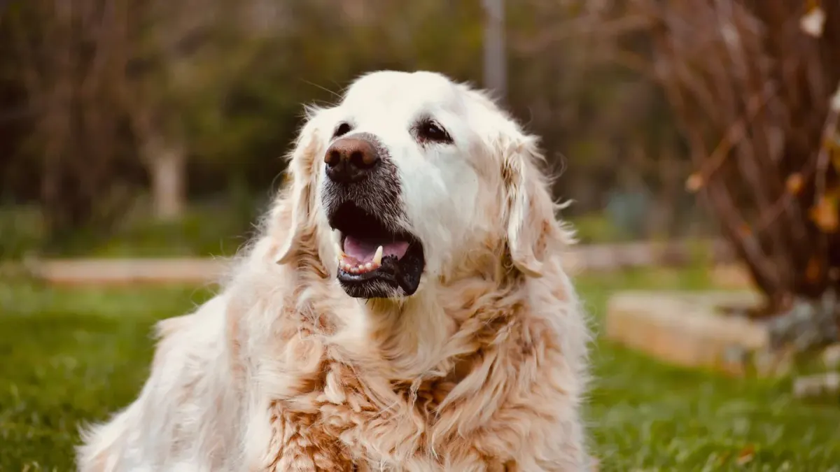 A senior golden retriever standing at the base of a few porch steps, weight shifted back