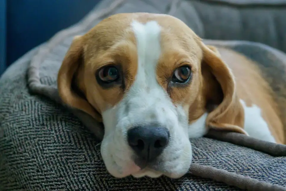 A small dog resting calmly on a dog bed indoors