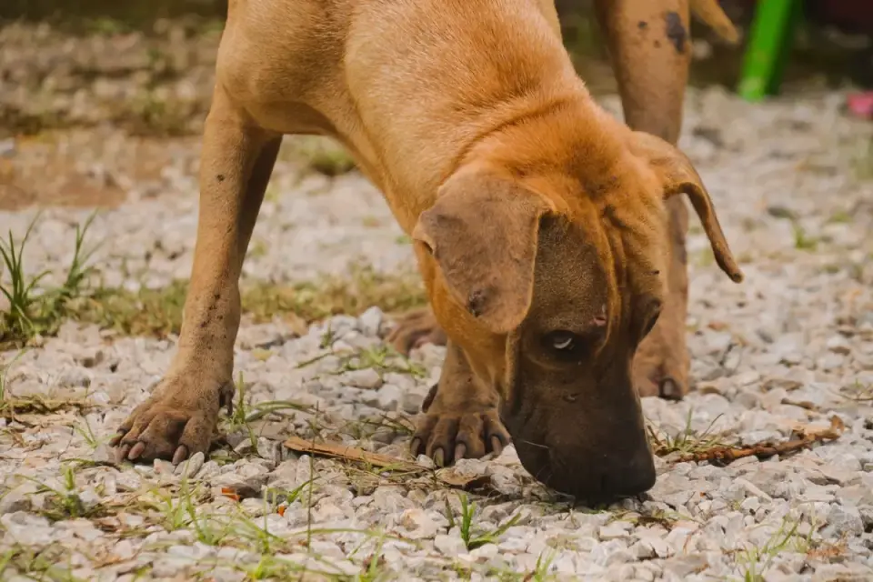 A veterinarian gently examining a dog&#x27;s front leg