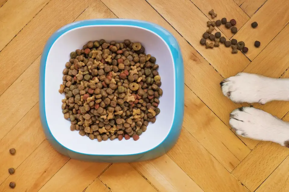 Dog eating from a bowl