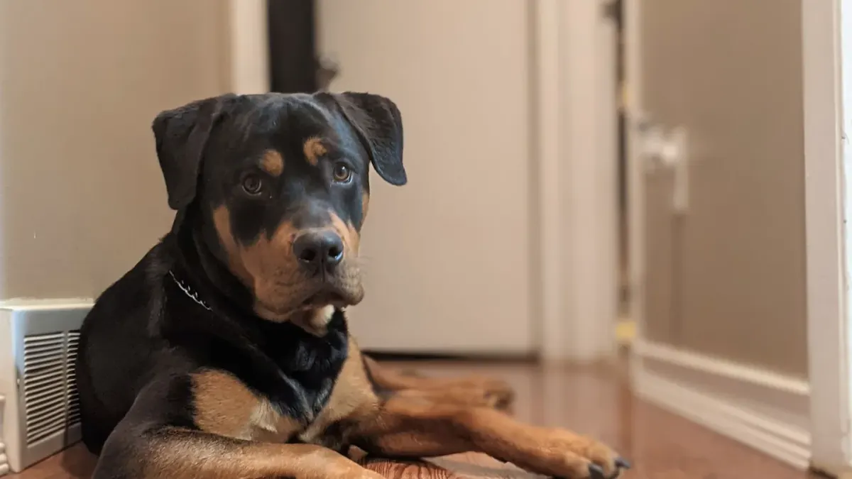 Dog resting at home