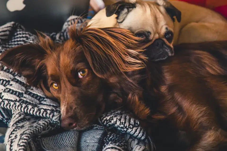 Dog resting at home
