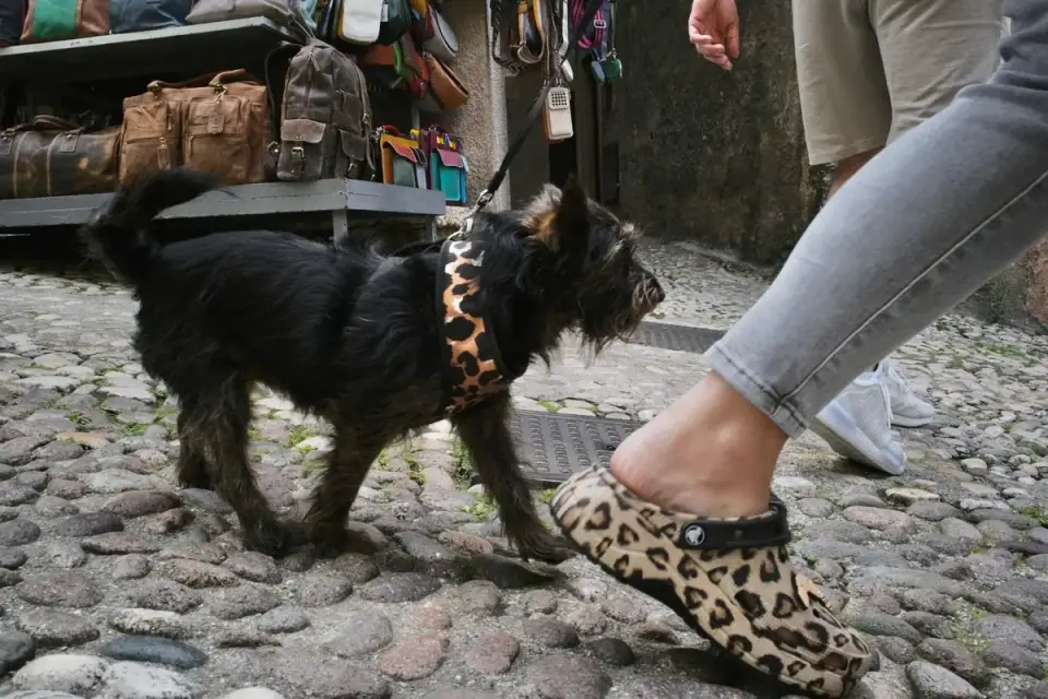 Dog walking with an owner