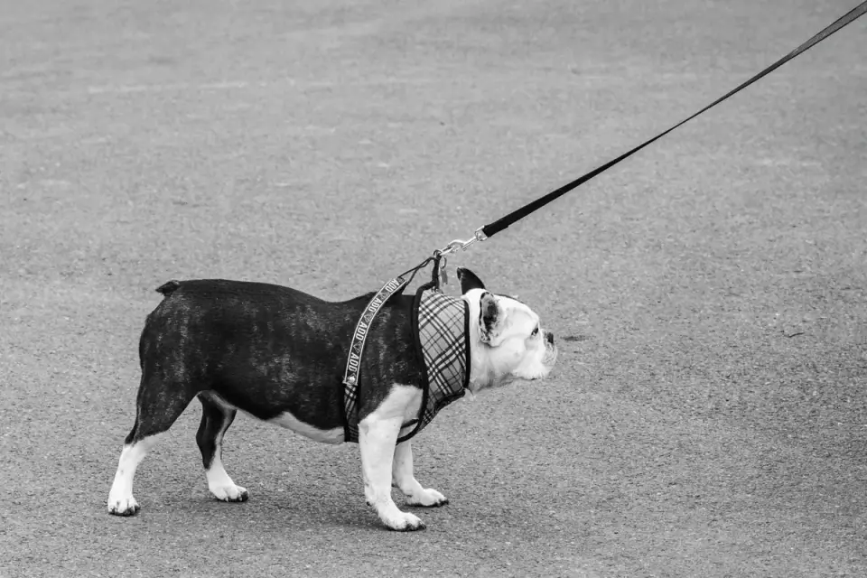 Dog walking with an owner
