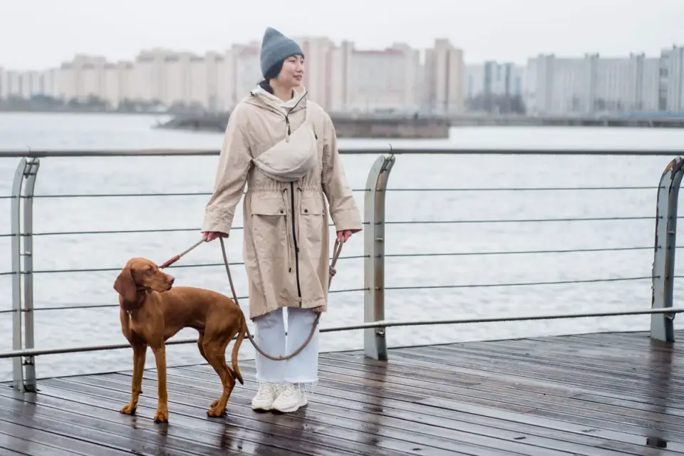 Dog walking with an owner