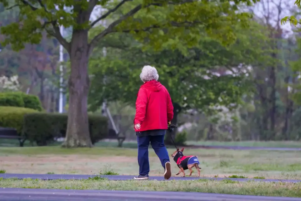 Dog walking with an owner