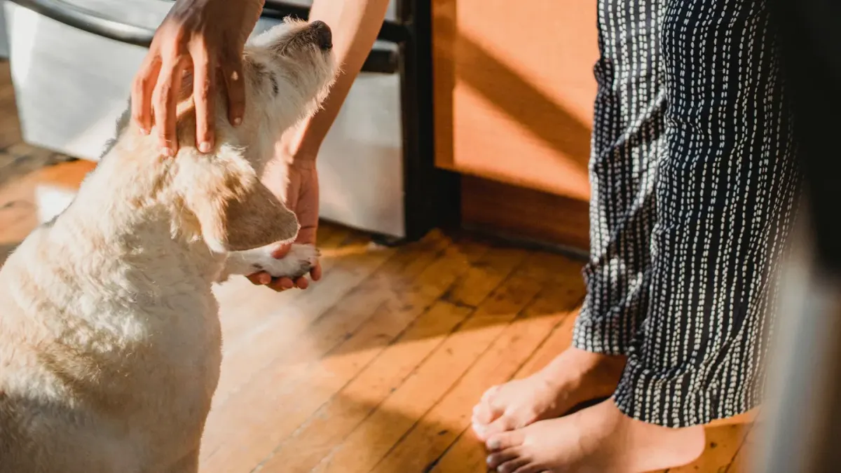 Dog with an owner at home