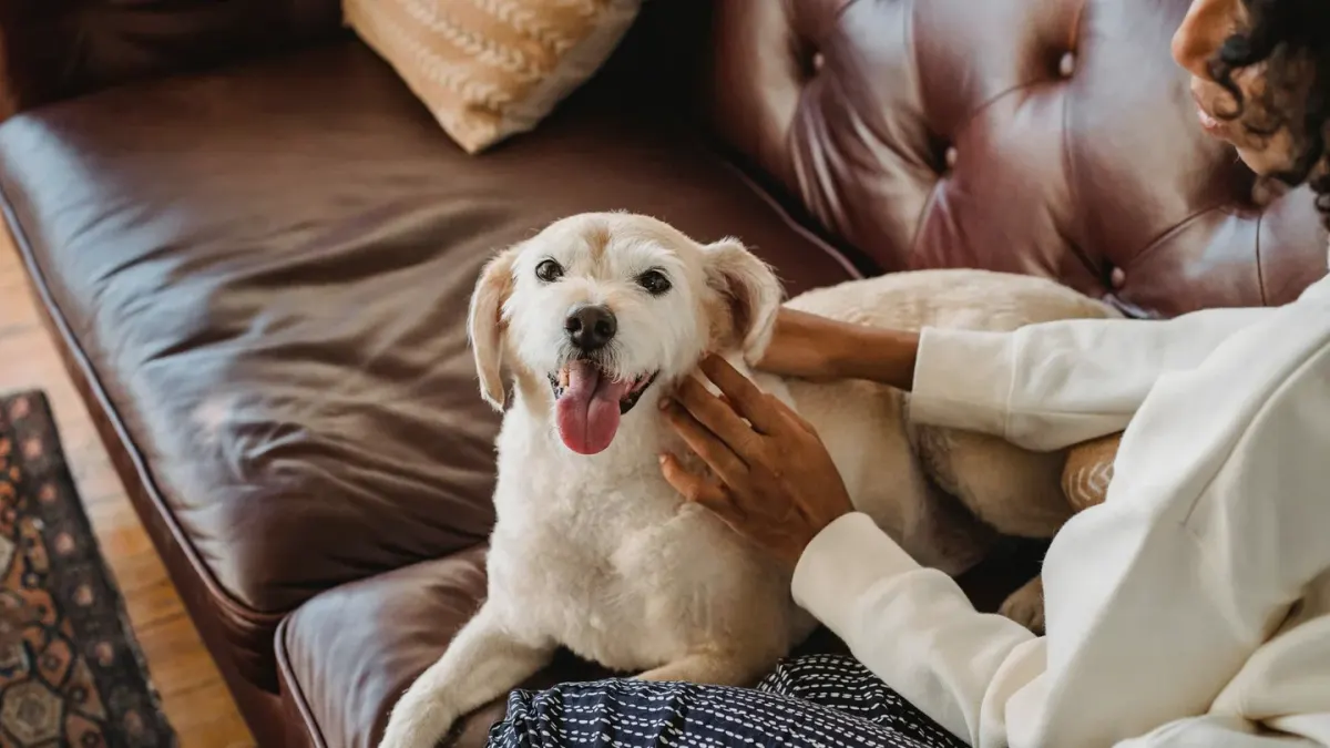 Dog with an owner at home
