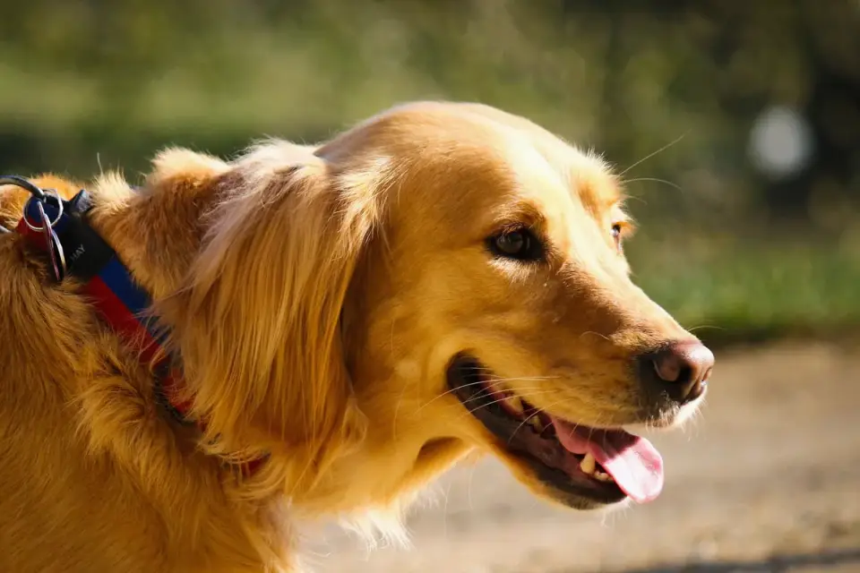 Golden retriever taking a blueberry from an owner&#x27;s open hand outdoors